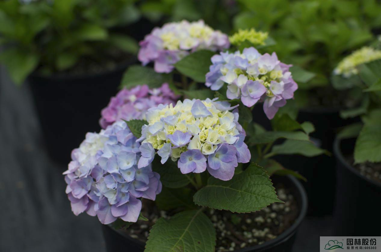 亚洲精品白浆高清久久久久久