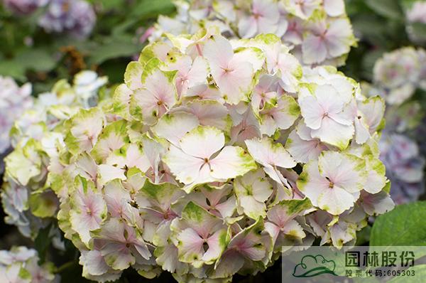 亚洲精品白浆高清久久久久久