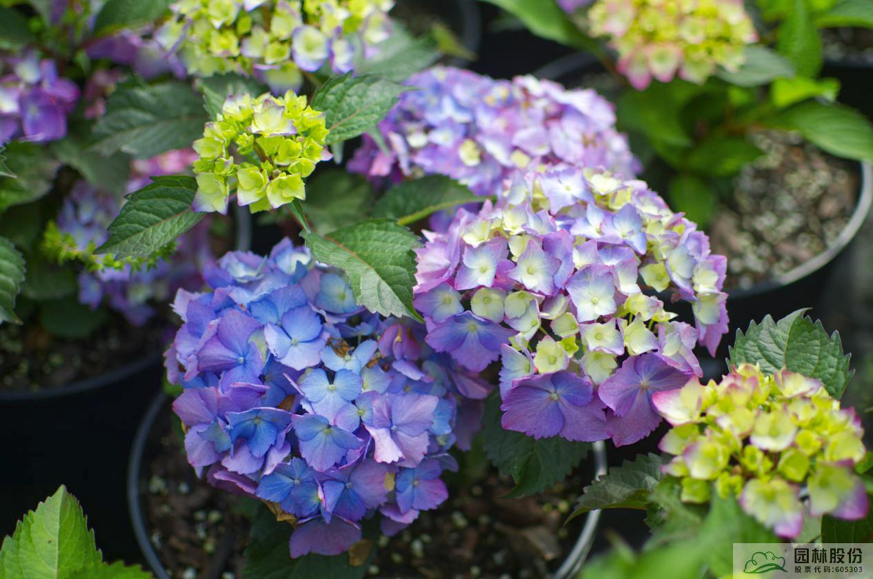 亚洲精品白浆高清久久久久久