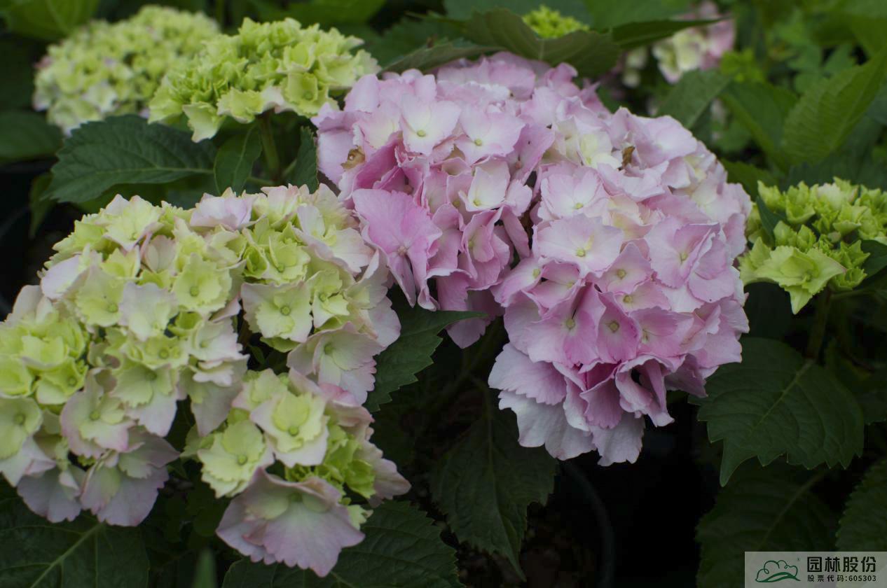 亚洲精品白浆高清久久久久久