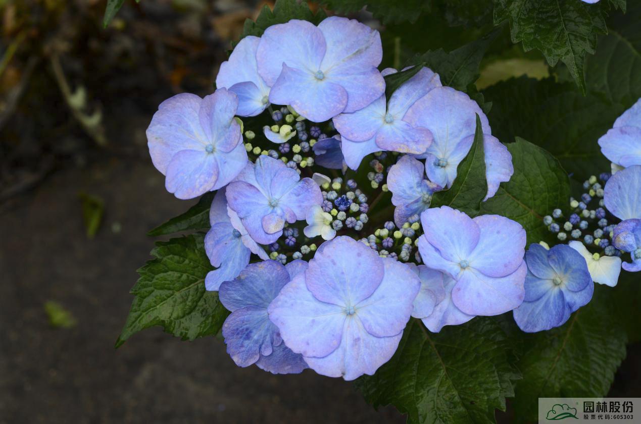 亚洲精品白浆高清久久久久久