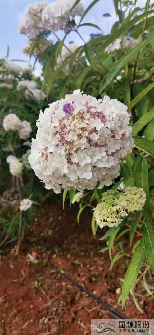 亚洲精品白浆高清久久久久久