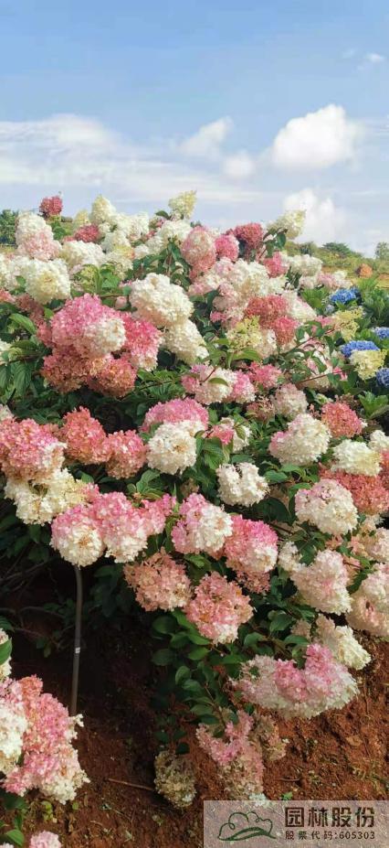 亚洲精品白浆高清久久久久久