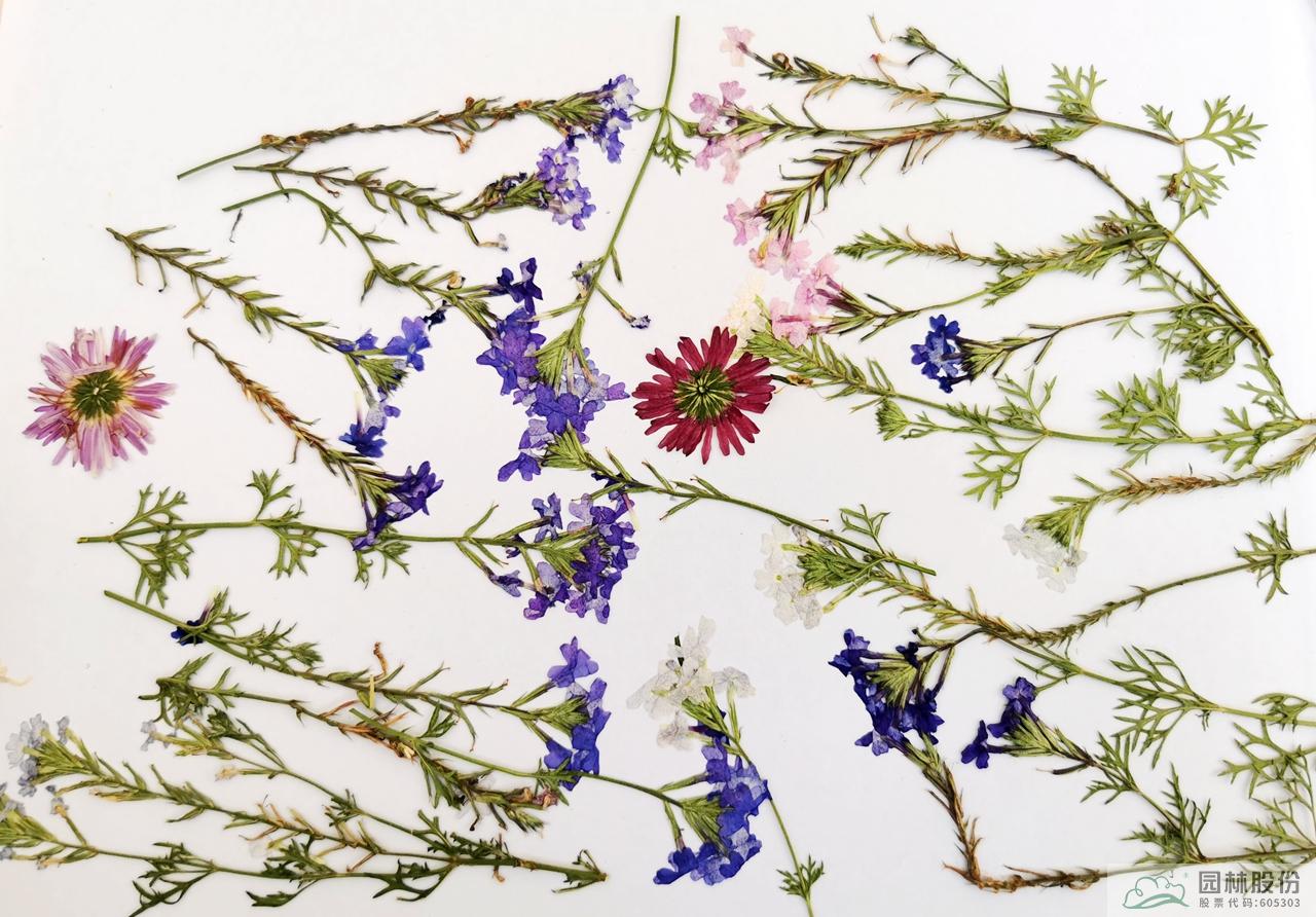 亚洲精品白浆高清久久久久久