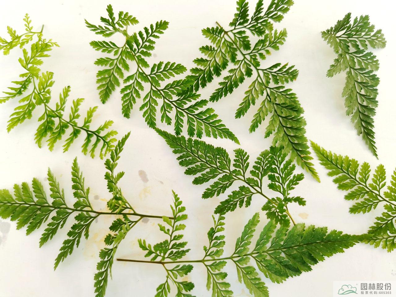 亚洲精品白浆高清久久久久久