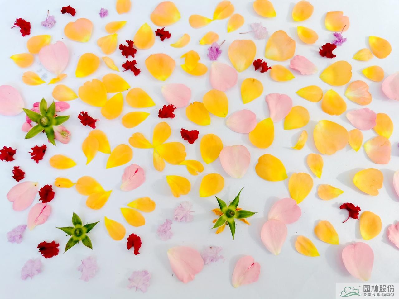 亚洲精品白浆高清久久久久久