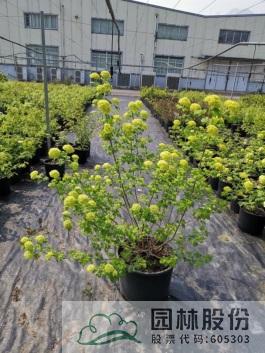 亚洲精品白浆高清久久久久久