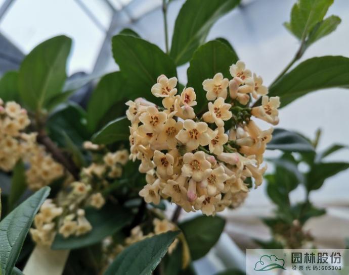 亚洲精品白浆高清久久久久久