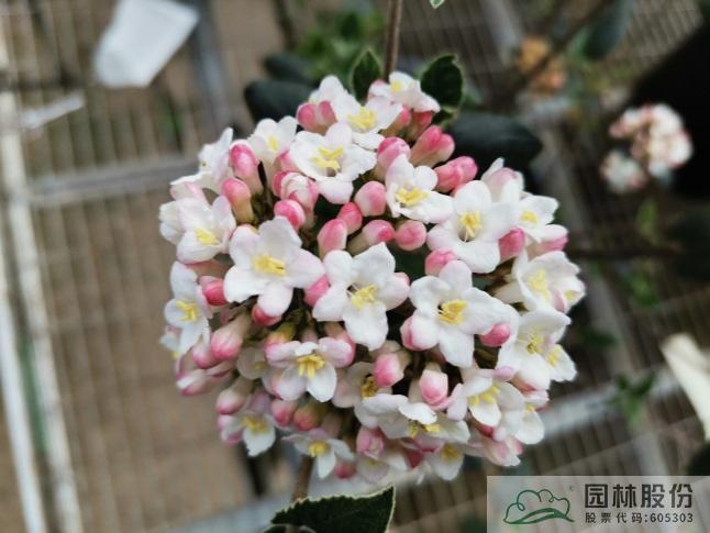 亚洲精品白浆高清久久久久久