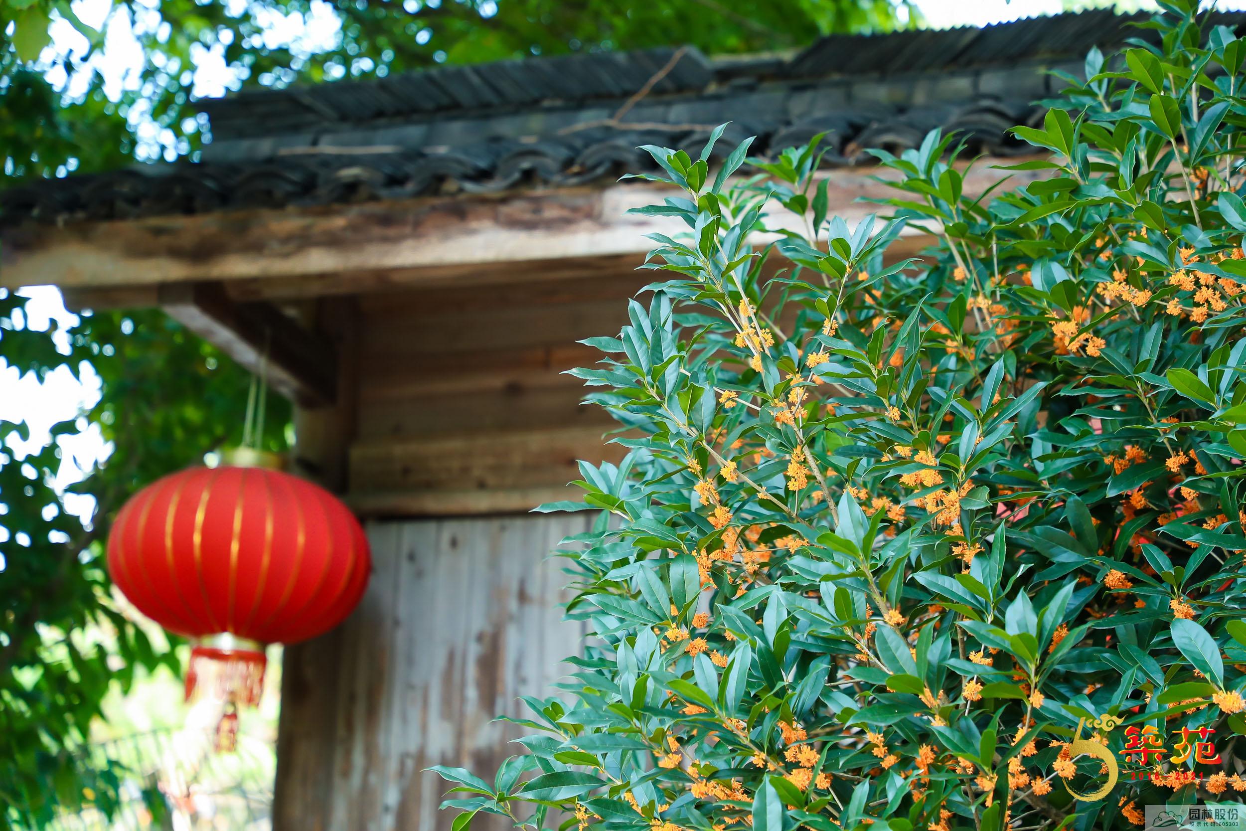 亚洲精品白浆高清久久久久久