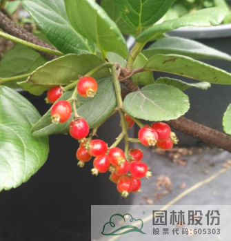 亚洲精品白浆高清久久久久久