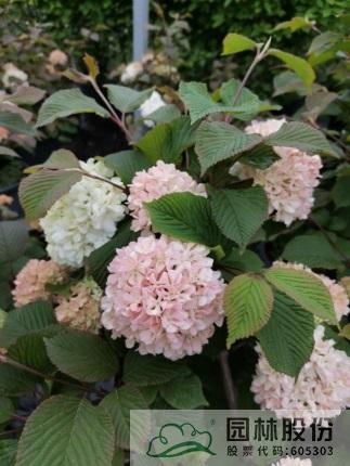 亚洲精品白浆高清久久久久久