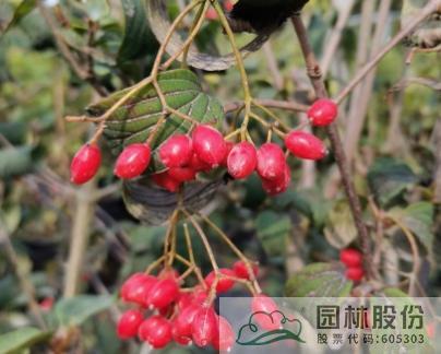 亚洲精品白浆高清久久久久久