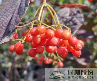 亚洲精品白浆高清久久久久久