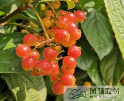 亚洲精品白浆高清久久久久久