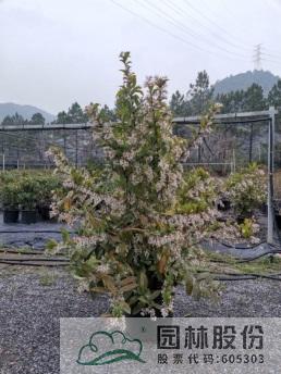 亚洲精品白浆高清久久久久久