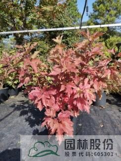 亚洲精品白浆高清久久久久久