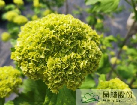 亚洲精品白浆高清久久久久久