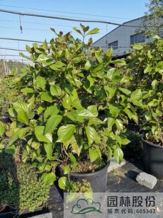 亚洲精品白浆高清久久久久久