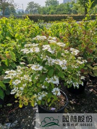 亚洲精品白浆高清久久久久久