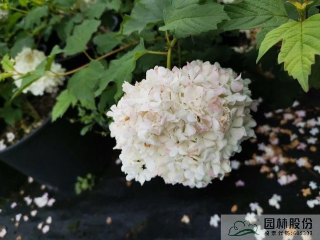 亚洲精品白浆高清久久久久久