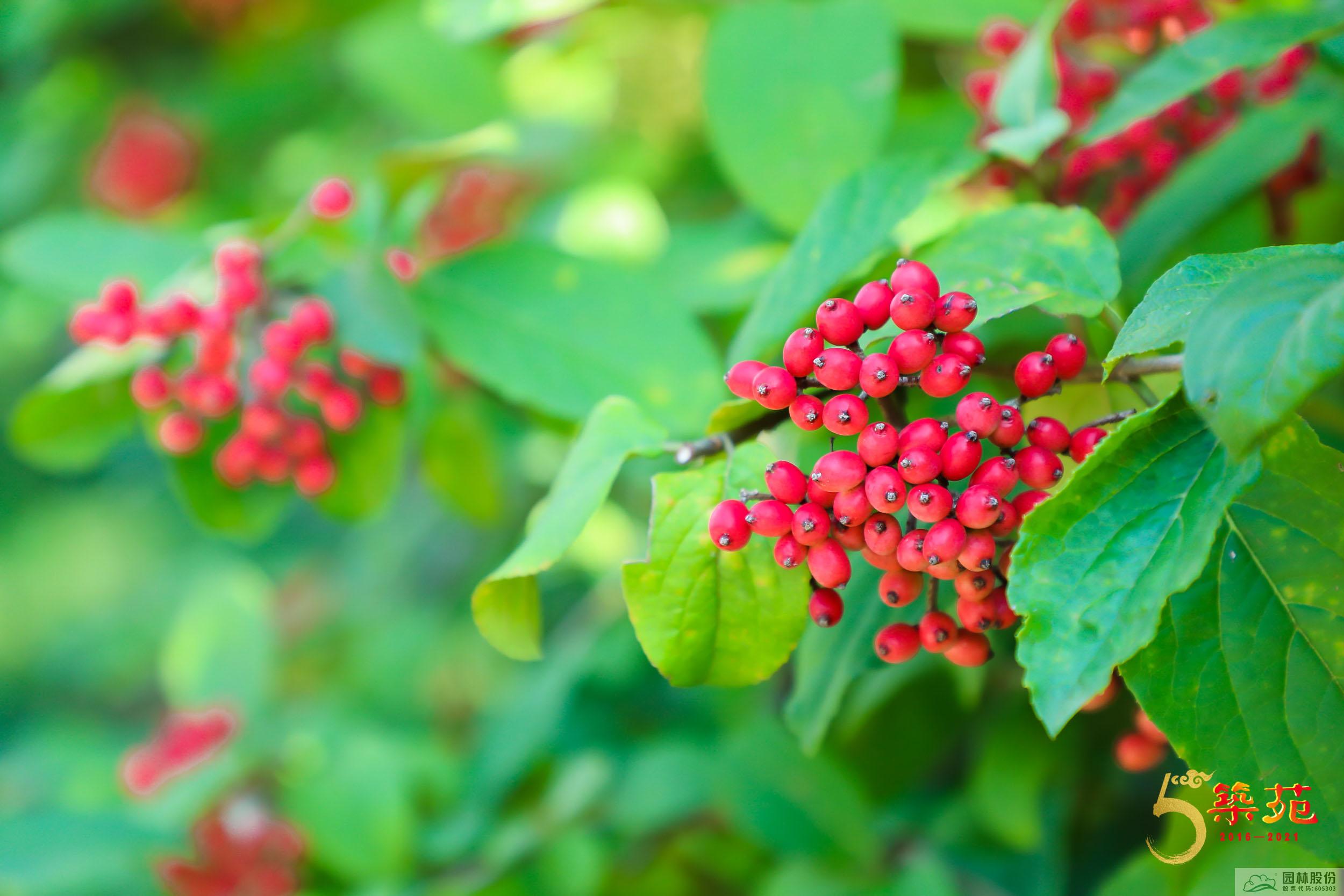 亚洲精品白浆高清久久久久久