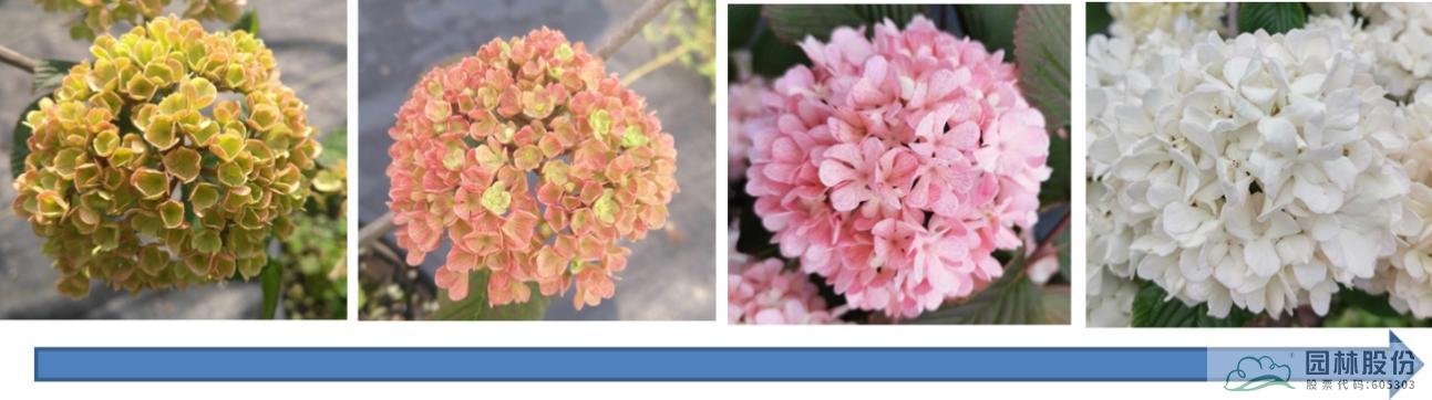 亚洲精品白浆高清久久久久久