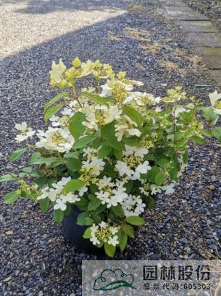 亚洲精品白浆高清久久久久久