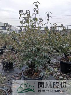 亚洲精品白浆高清久久久久久