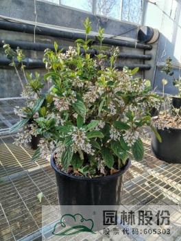 亚洲精品白浆高清久久久久久