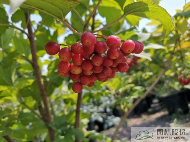 亚洲精品白浆高清久久久久久