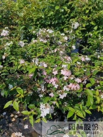 亚洲精品白浆高清久久久久久