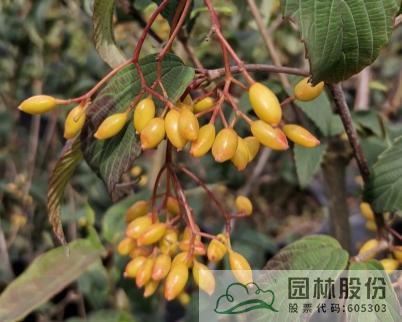 亚洲精品白浆高清久久久久久