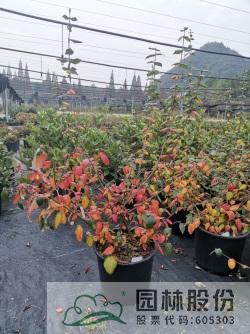 亚洲精品白浆高清久久久久久