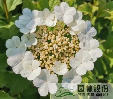 亚洲精品白浆高清久久久久久