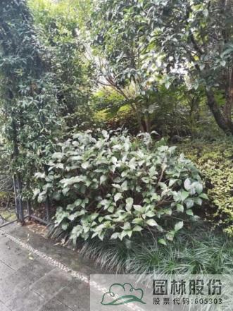 亚洲精品白浆高清久久久久久