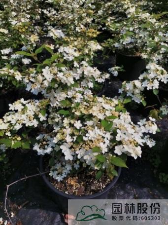 亚洲精品白浆高清久久久久久