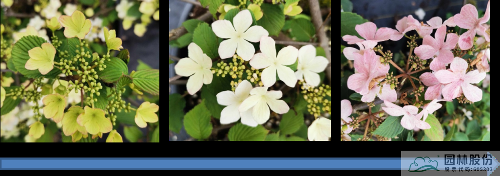 亚洲精品白浆高清久久久久久