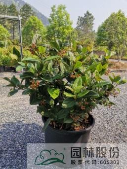 亚洲精品白浆高清久久久久久