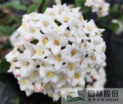 亚洲精品白浆高清久久久久久