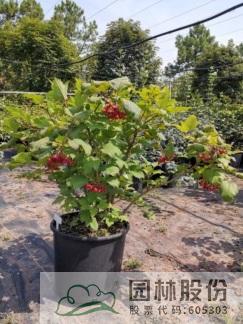 亚洲精品白浆高清久久久久久