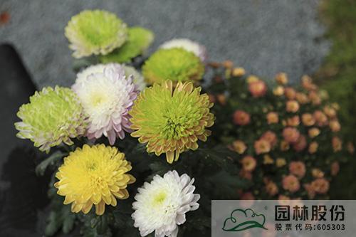 亚洲精品白浆高清久久久久久