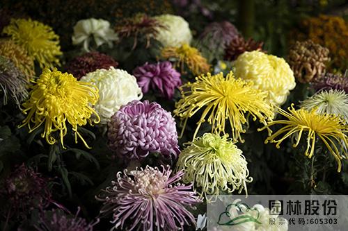 亚洲精品白浆高清久久久久久