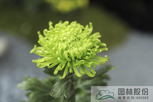 亚洲精品白浆高清久久久久久