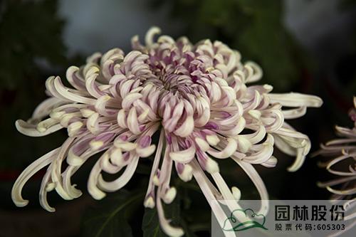 亚洲精品白浆高清久久久久久