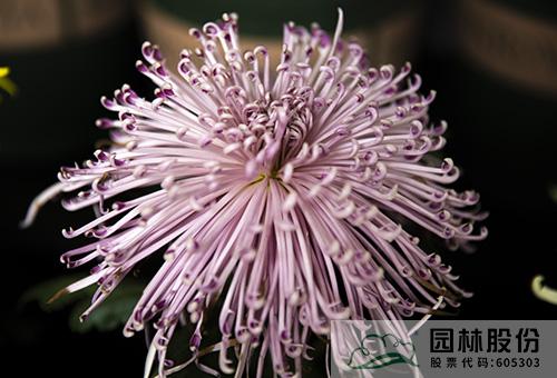 亚洲精品白浆高清久久久久久