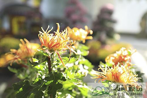 亚洲精品白浆高清久久久久久