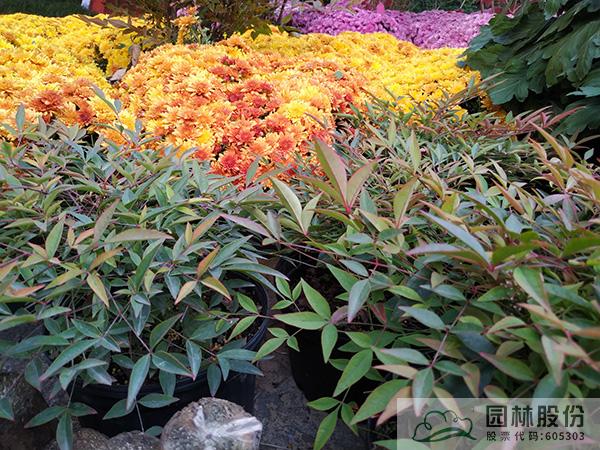 亚洲精品白浆高清久久久久久