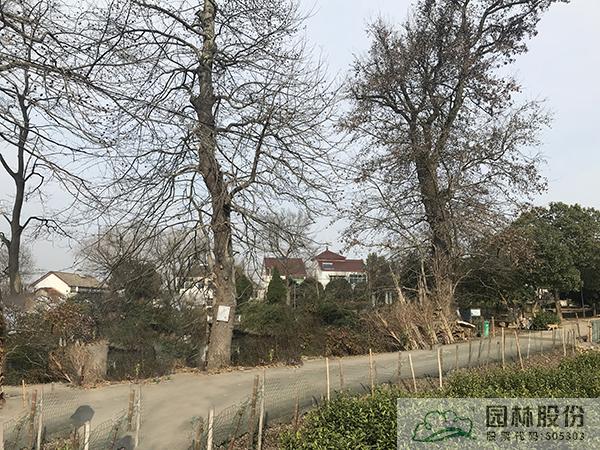 亚洲精品白浆高清久久久久久