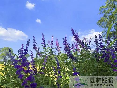 亚洲精品白浆高清久久久久久